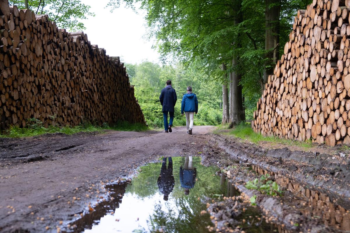 Øhavsstien Stengade Skov på Langeland