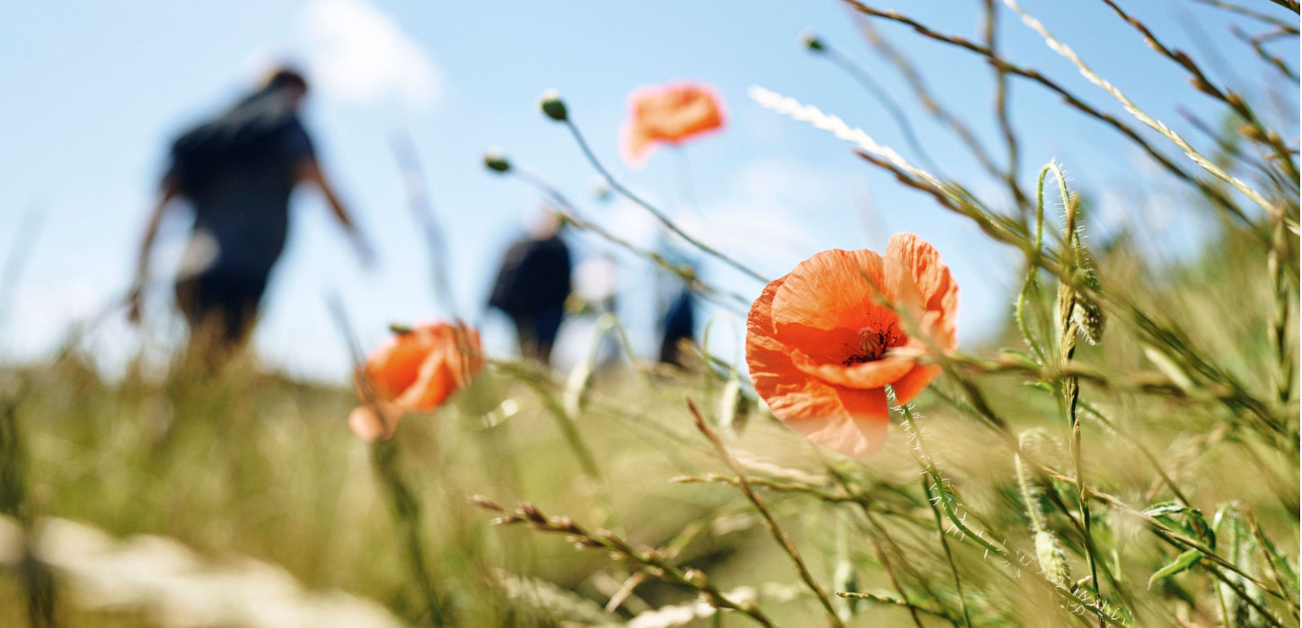 Sommer på Øhavsstien på Sydfyn med vandrere og valmuer